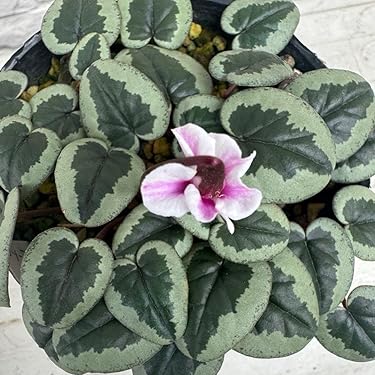 Amazon.co.jp 最新リリース: 花の種 の新着ランキングです。